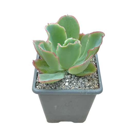 Echeveria 'Aquarius'