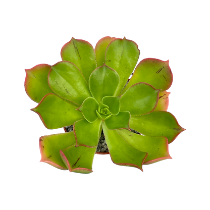 Aeonium percarneum