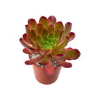 x Semponium 'Sienna'