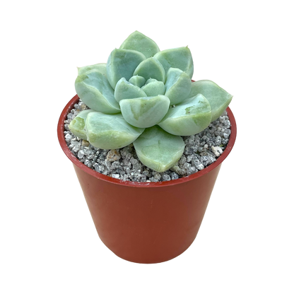 Echeveria albicans