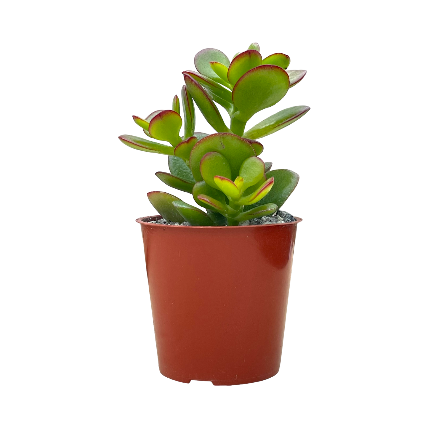 Crassula ovata minima