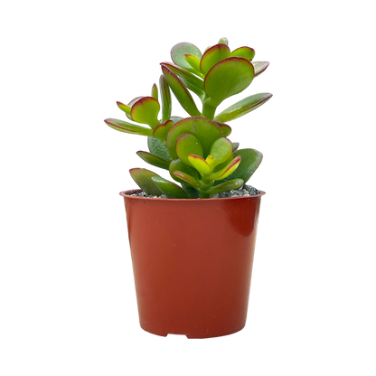 Crassula ovata minima