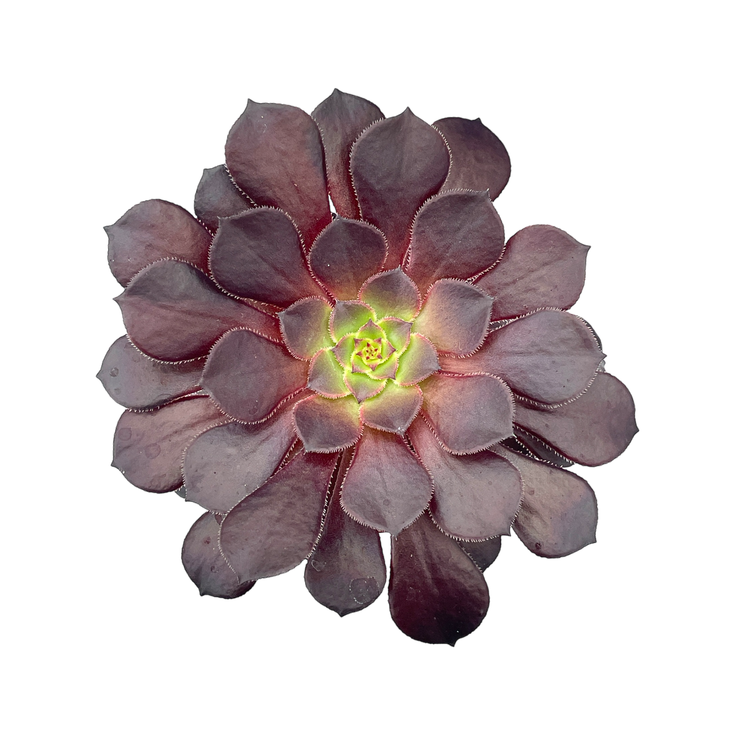 Aeonium 'Zwartkin'