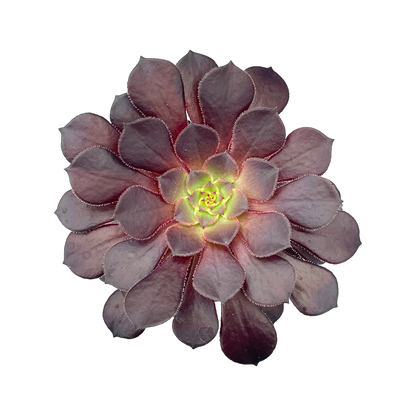 Aeonium 'Zwartkin'