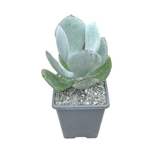 Cotyledon orbiculata