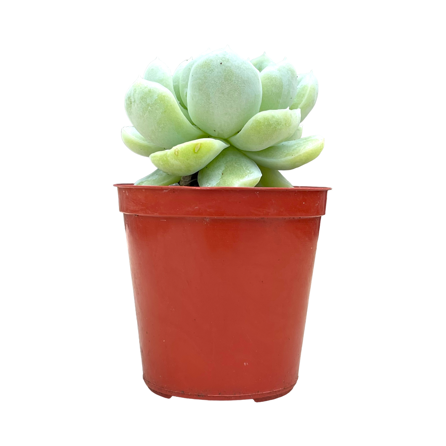 Echeveria 'Europa'