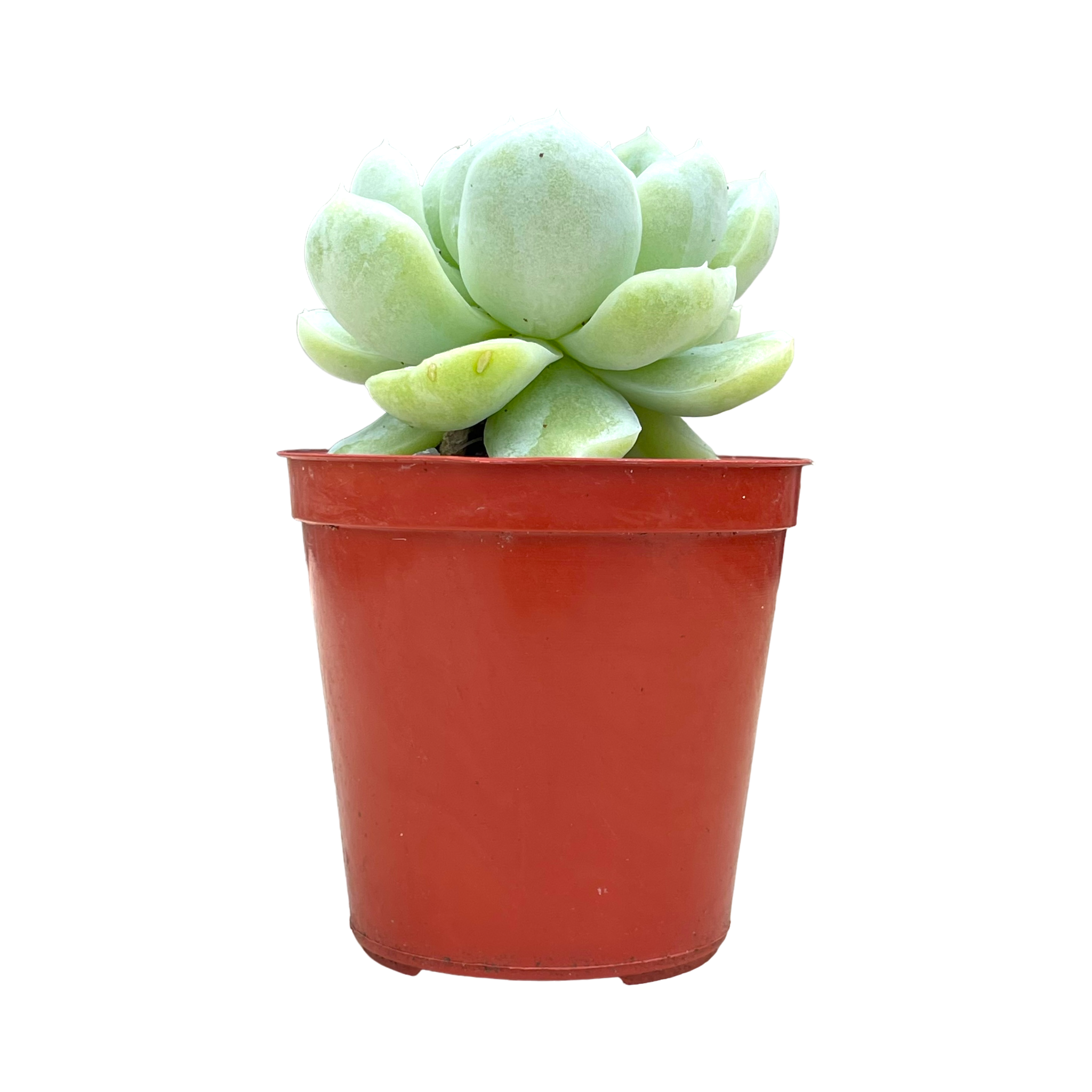 Echeveria 'Europa'