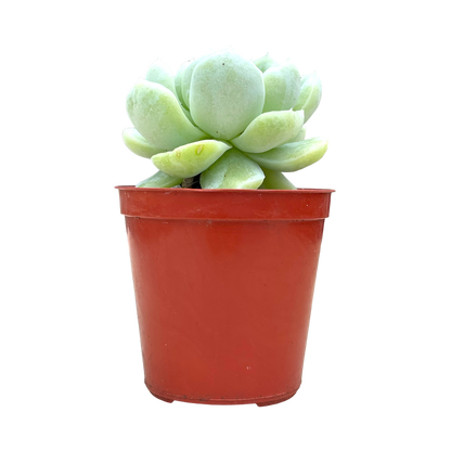 Echeveria 'Europa'