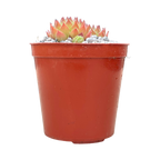 Sempervivum 'Pine Cone'