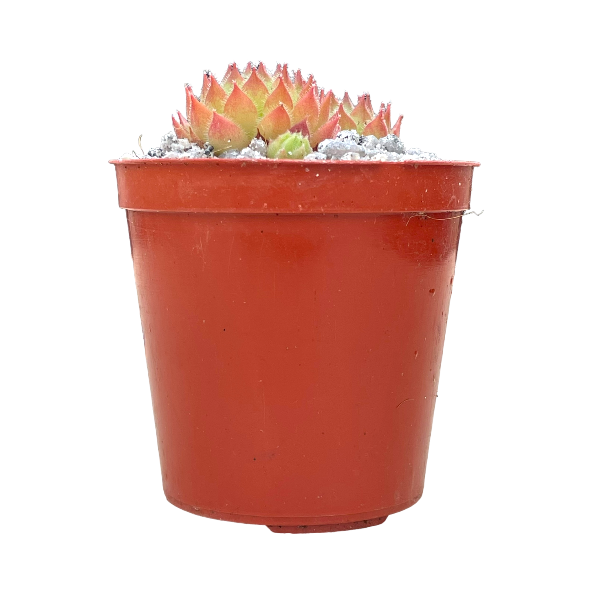 Sempervivum 'Pine Cone'