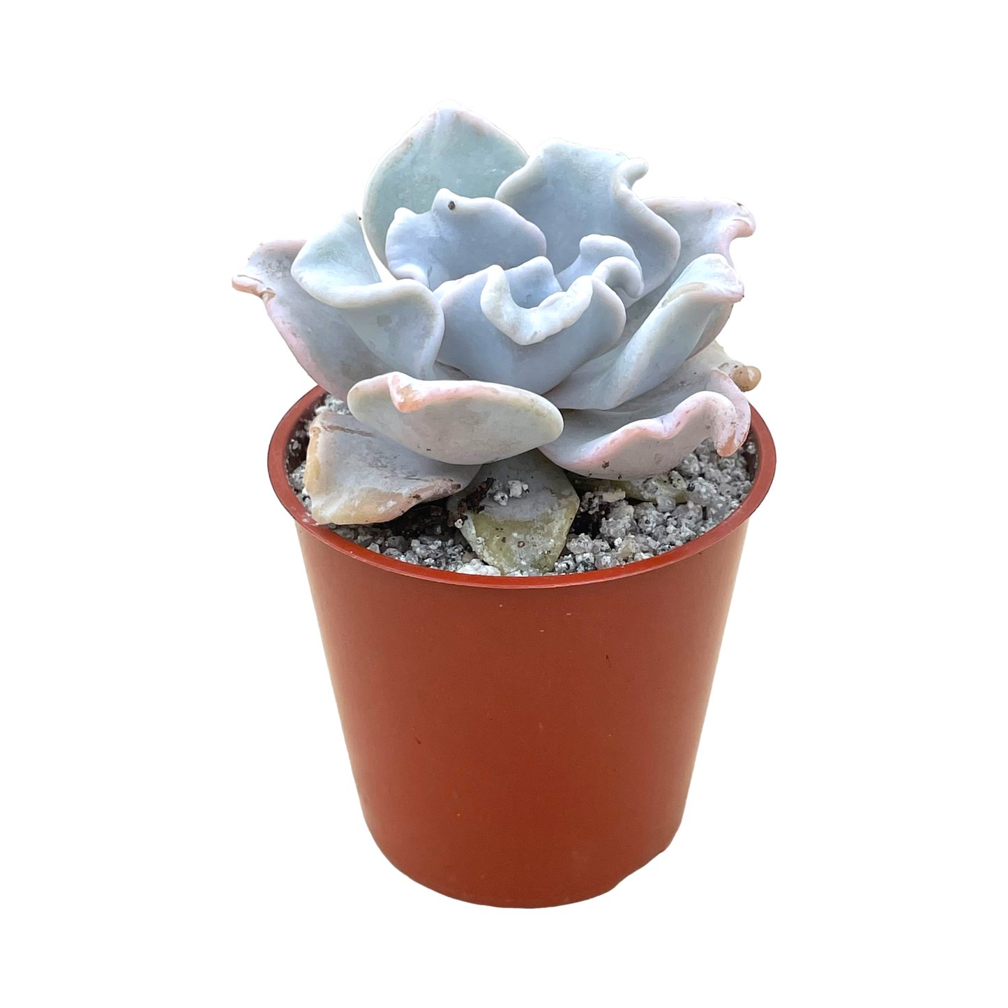 Echeveria 'Crispate Beauty'