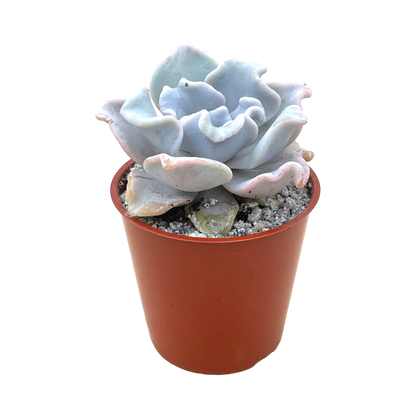 Echeveria 'Crispate Beauty'