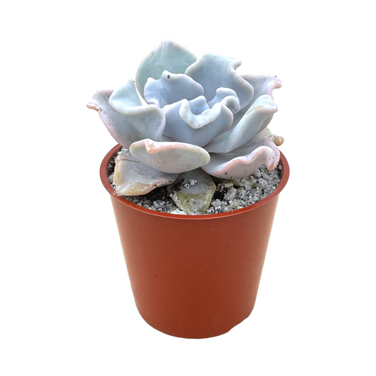 Echeveria 'Crispate Beauty'