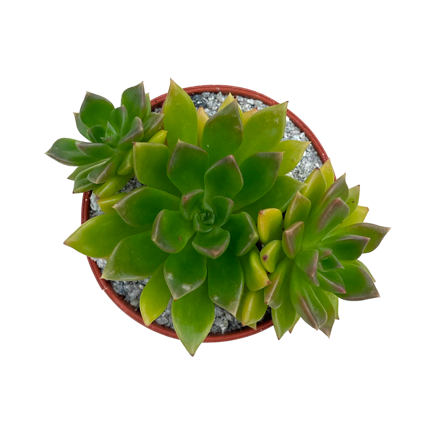 Echeveria 'Telstar'