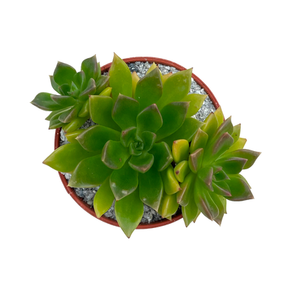 Echeveria 'Telstar'