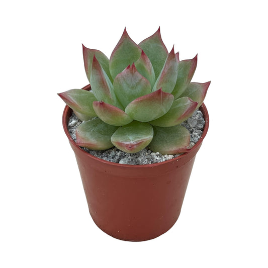 Echeveria 'Silver Surfer'