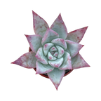 Echeveria colorata f. Tapalpa