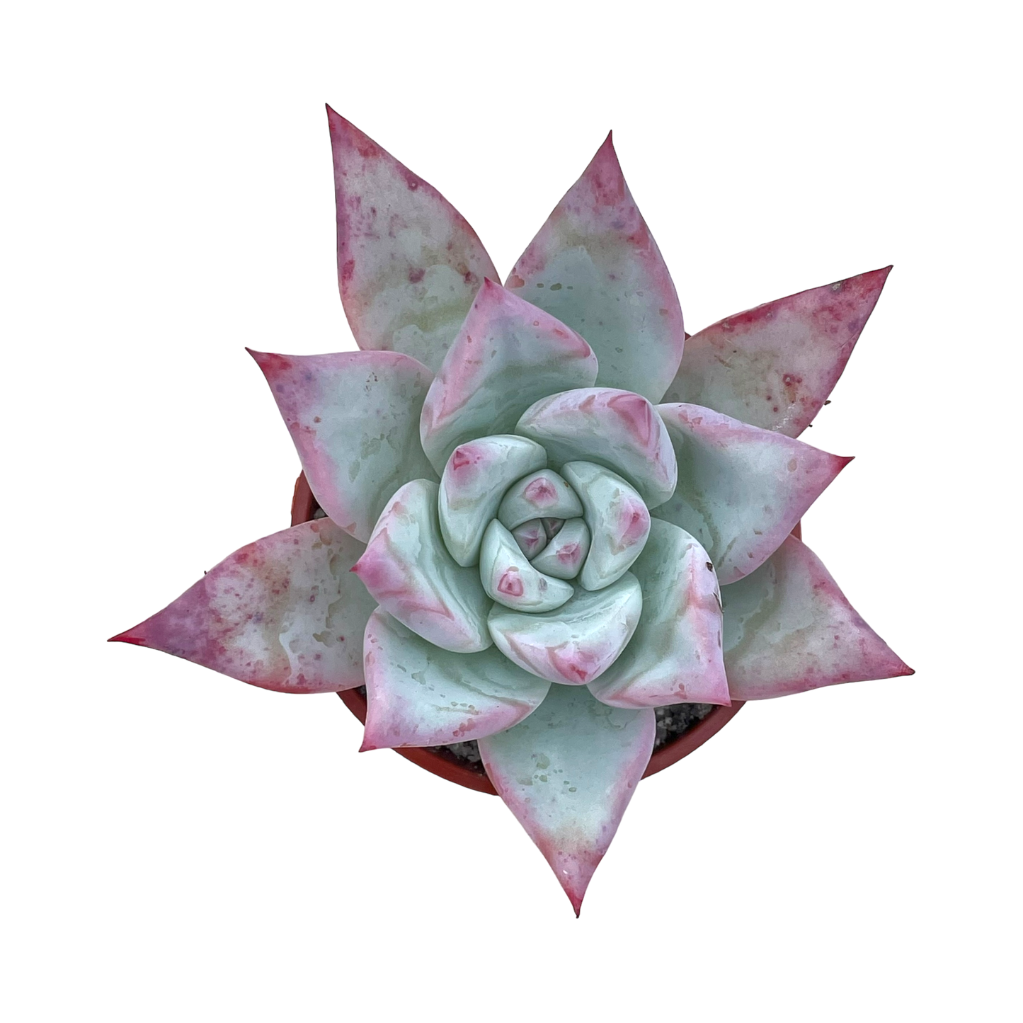 Echeveria colorata f. Tapalpa