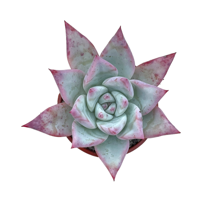 Echeveria colorata f. Tapalpa