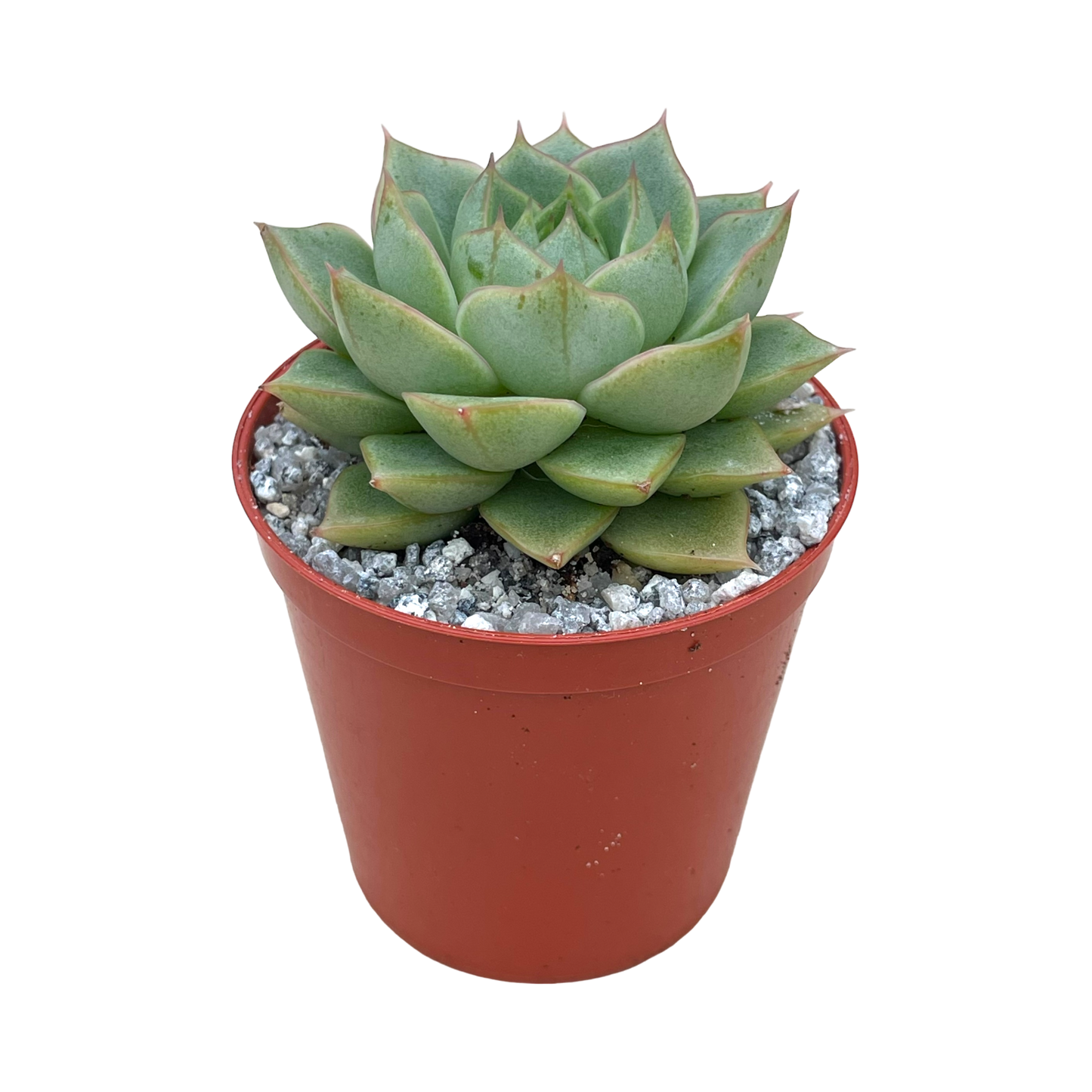 Echeveria 'Green Gollum'