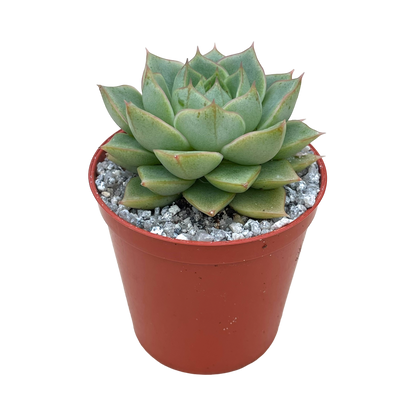 Echeveria 'Green Gollum'