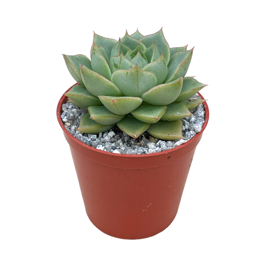 Echeveria 'Fabiola'