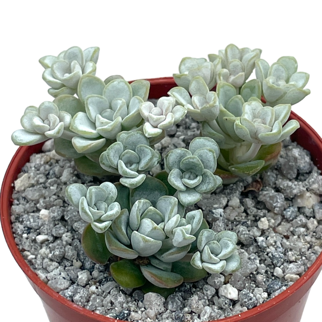 capo blanco succulent Sedum spathulifolium 'Cape Blanco' – Surreal Succulents