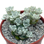 Sedum spathulifolium 'Cape Blanco'