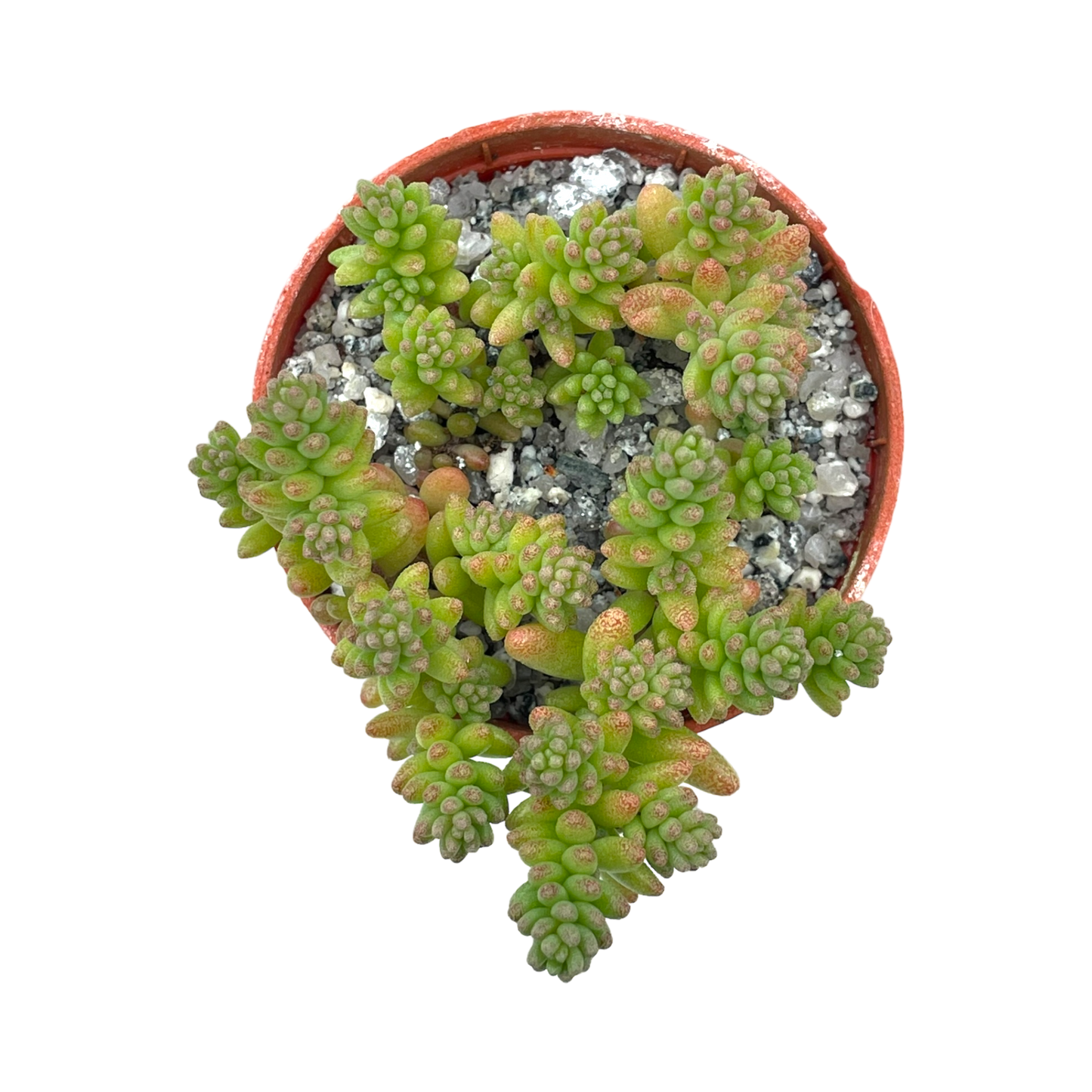 Sedum album