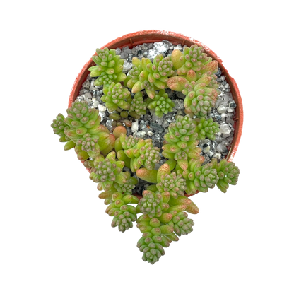 Sedum album