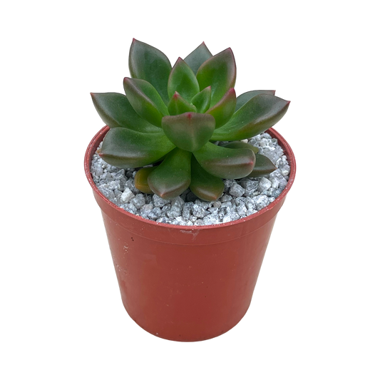 Echeveria 'Lepus'