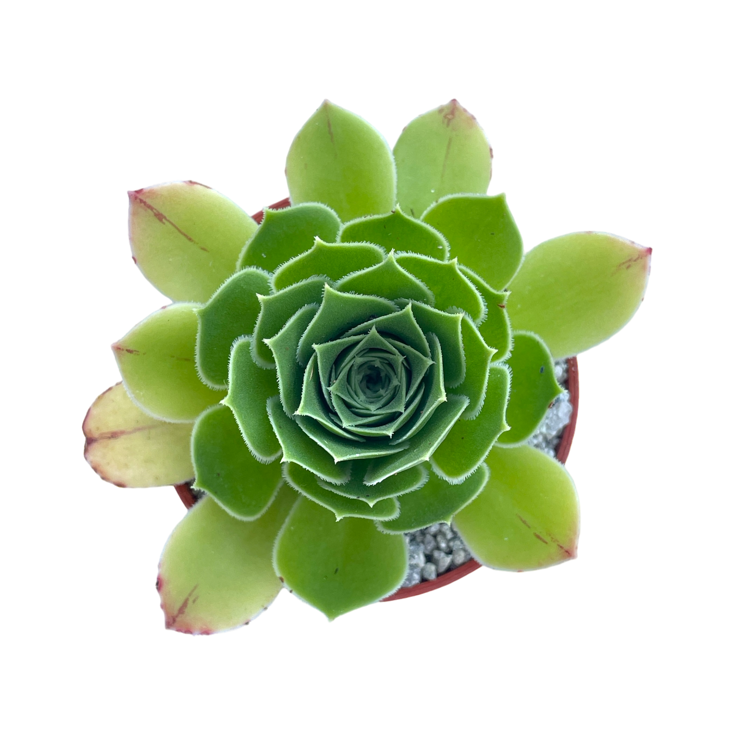 Aeonium 'Emerald Flame'