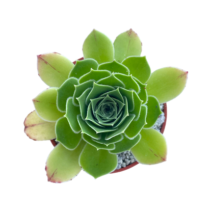 Aeonium 'Emerald Flame'