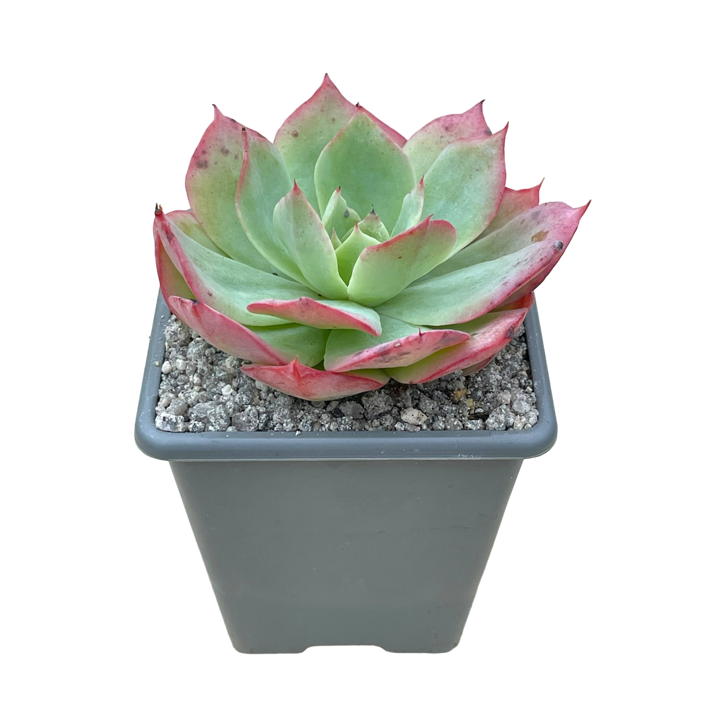 Echeveria 'White Rose'