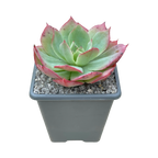 Echeveria 'White Rose'