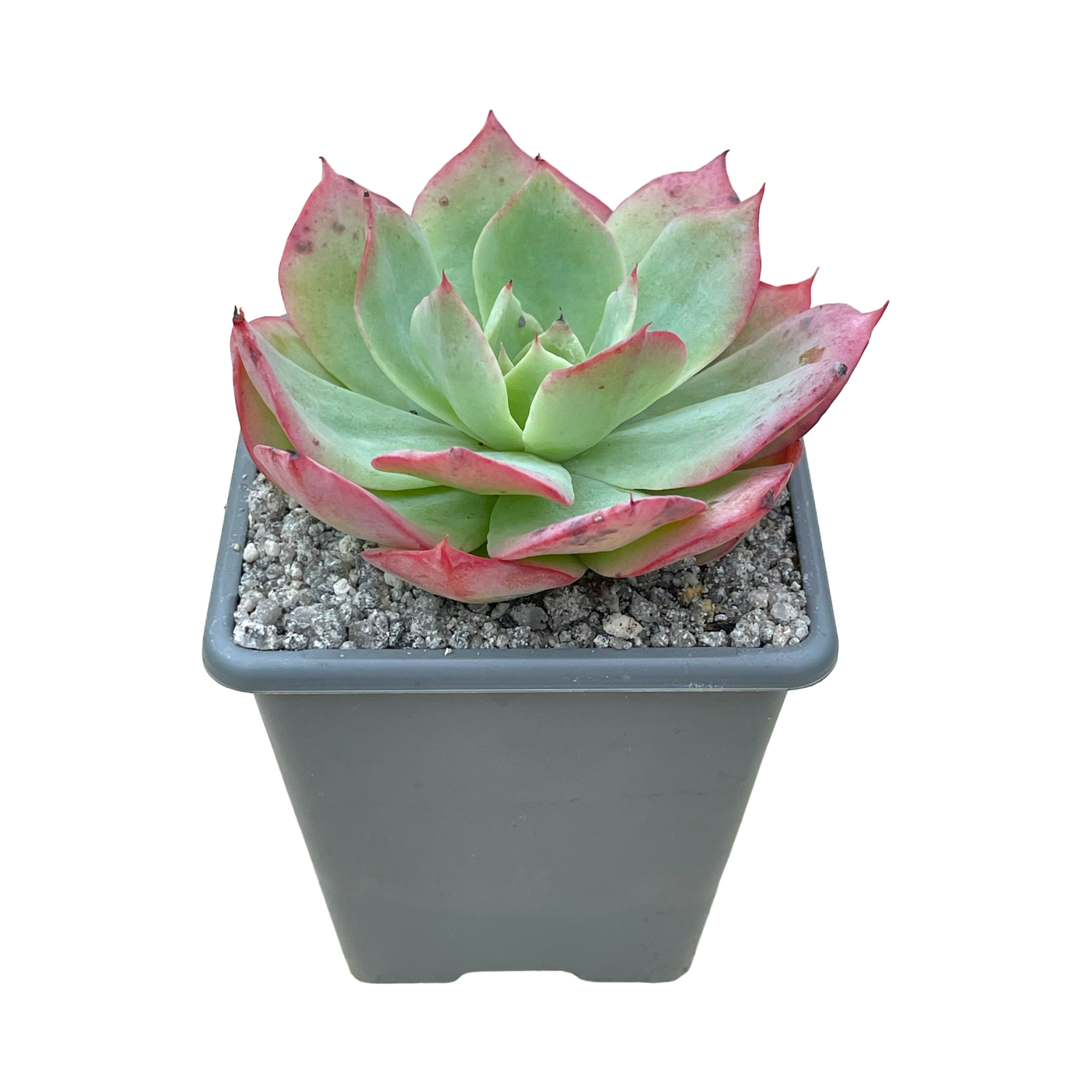 Echeveria 'White Rose'