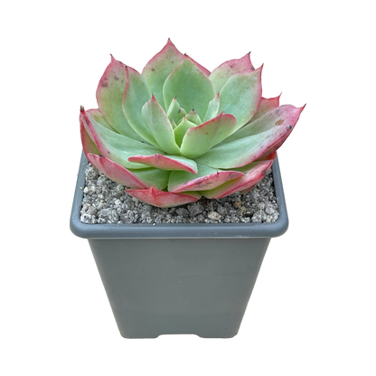 Echeveria 'White Rose'