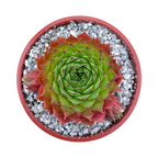 Sempervivum cahilasicum