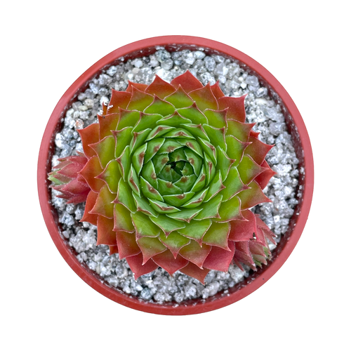 センペルビウム カヒラシカム – Surreal Succulents
