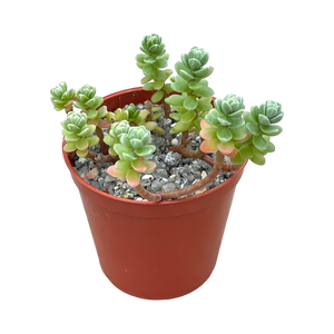 Sedum oaxacanum