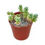 Sedum oaxacanum