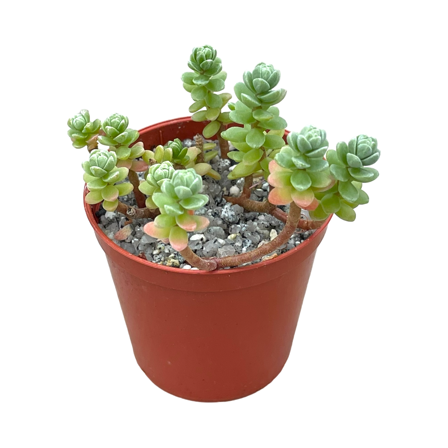 Sedum oaxacanum