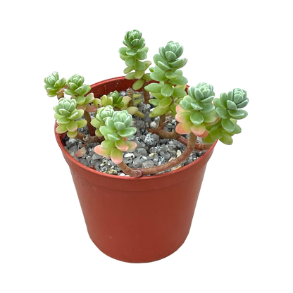 Sedum oaxacanum