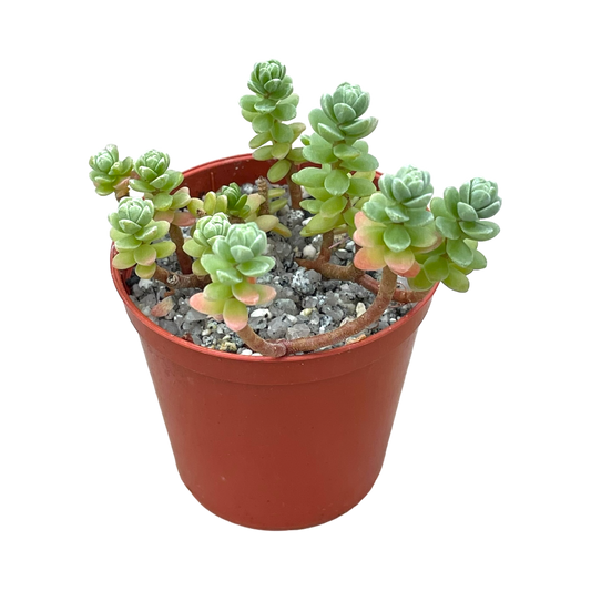 Sedum oaxacanum