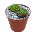 Sempervivum 'Ford's Springs'