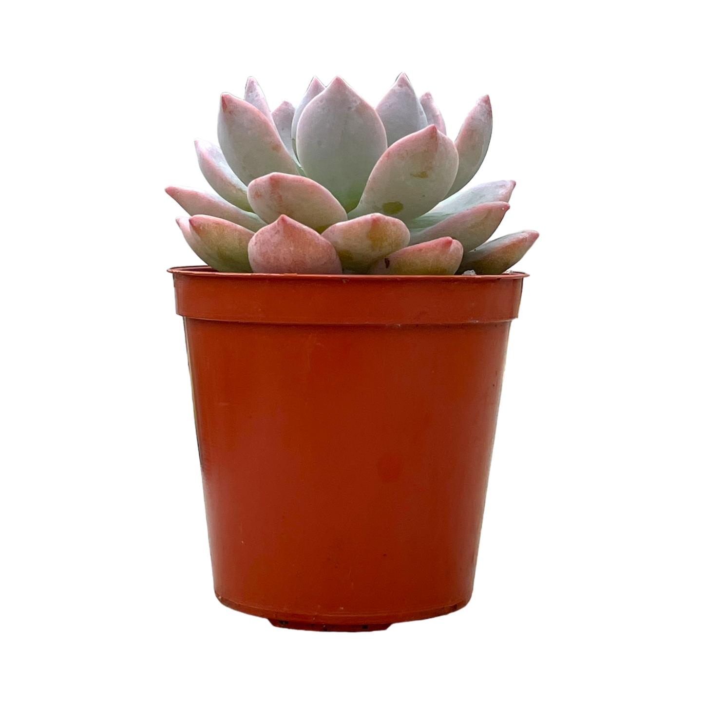 x Graptoveria 'Milky Way'