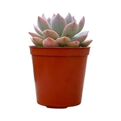 x Graptoveria 'Milky Way'