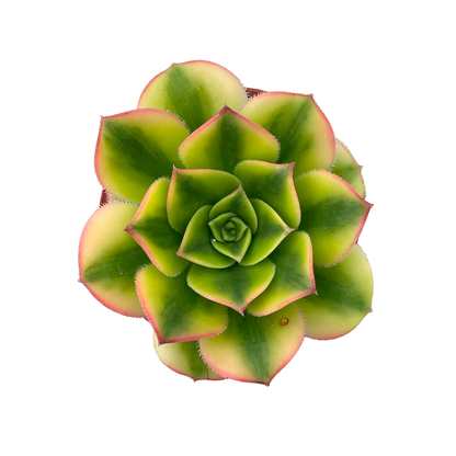 Aeonium 'Floresens'