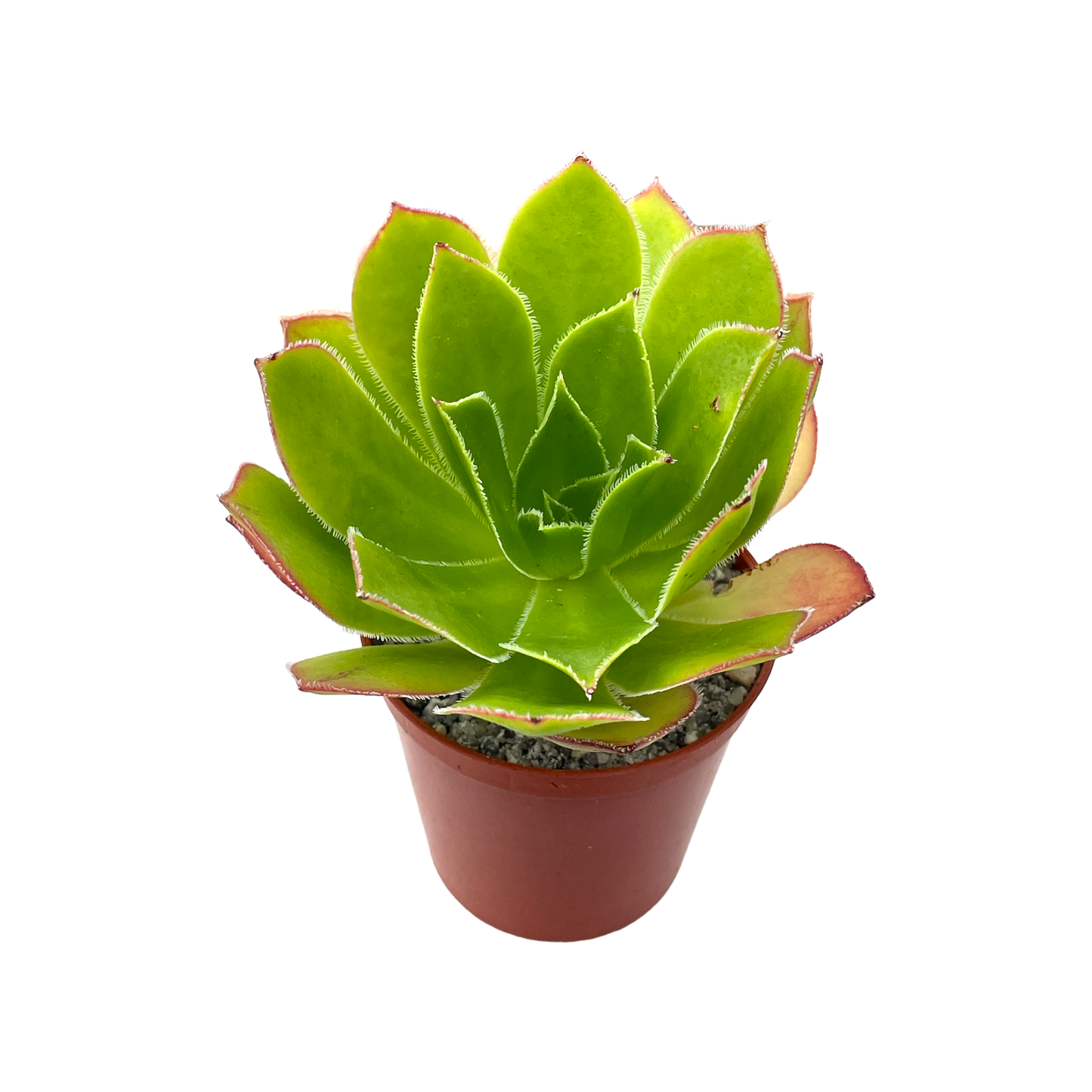 Aeonium 'Maximus'