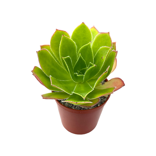 Aeonium 'Maximus'